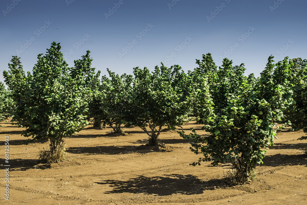 Hazel tree plantation