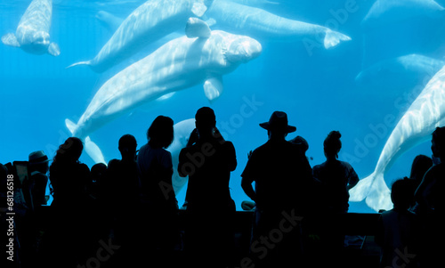 People and Beluga whale