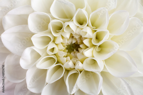 Dahlia flower close-up.