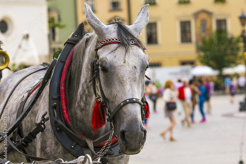 Horses and carts on the market in Krakow, Poland. Horses and carts on the market in Krakow, Poland.