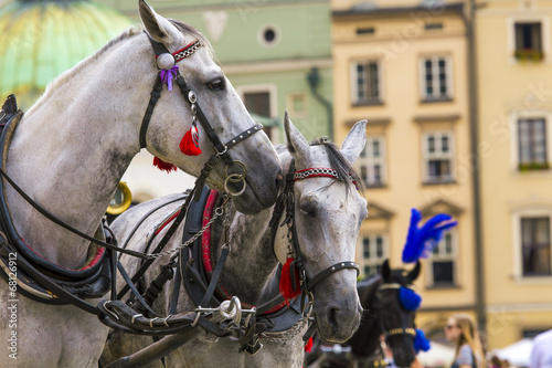 Horses and carts on the market in Krakow, Poland.
