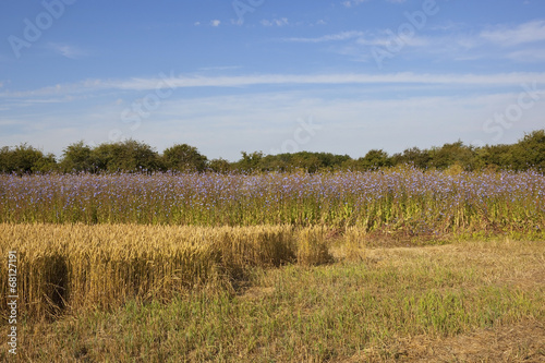 colorful summer field