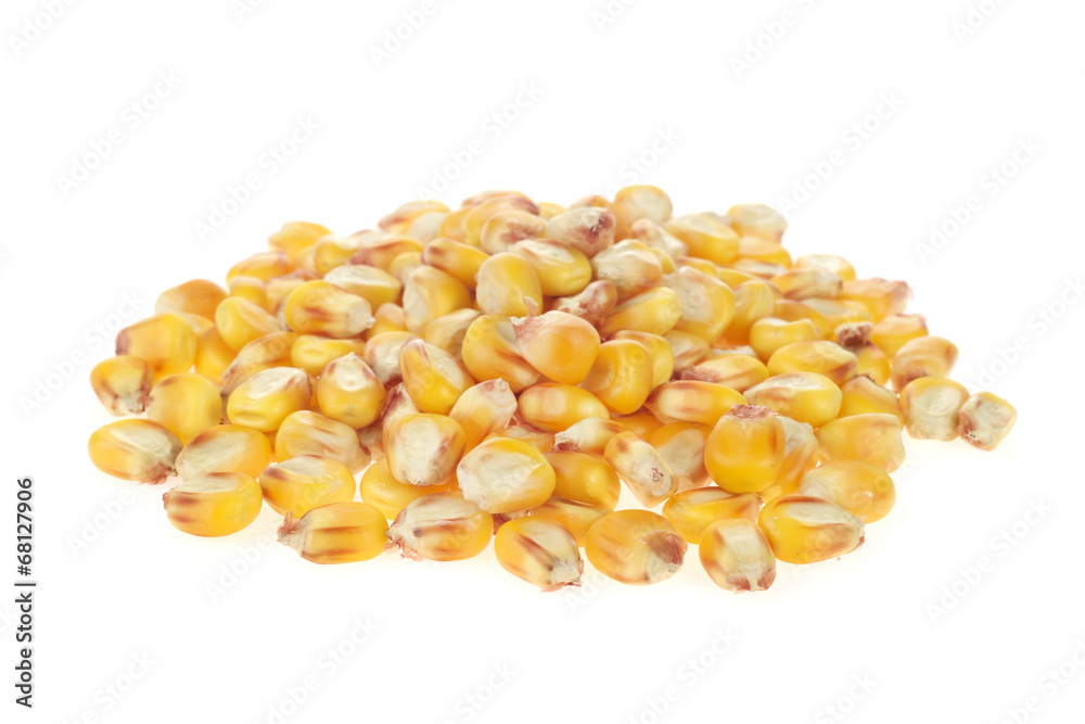 maize grains on white background maize grains on white background
