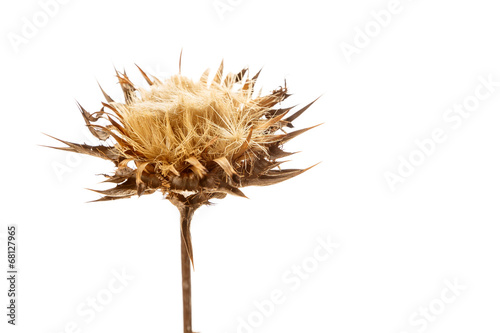 Dry flowerhead of Silybum marianum