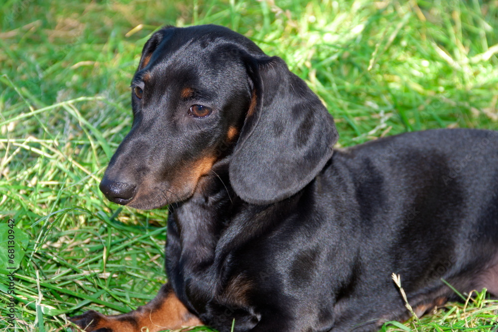 Dachshund Dachshund