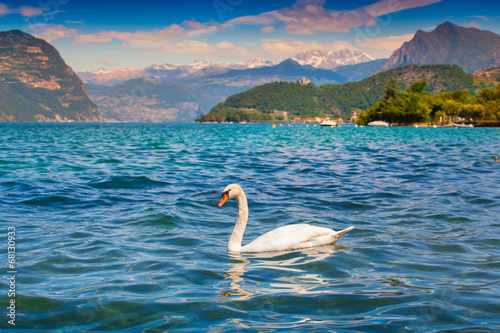 White swan on Lake Iseo
