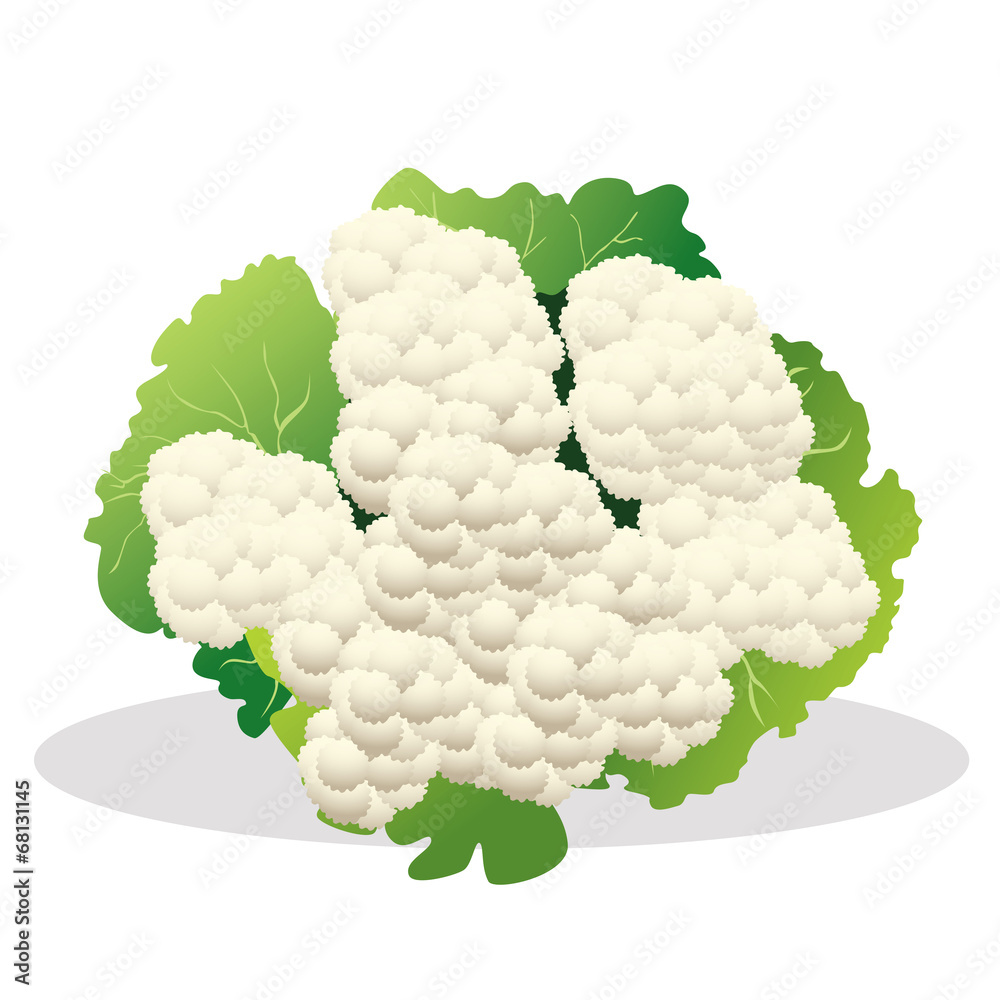 Corn vector illustration. Corn vector illustration.
