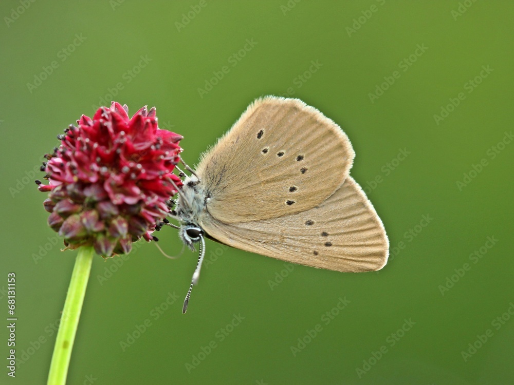 Obraz premium Ciemnoniebieski mrówkowy niebieski (Phengaris nausithous)
