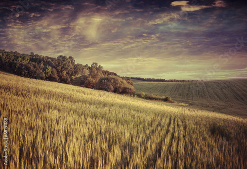 Summer landscape with field of wheat and dramatic sky