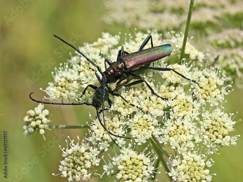 Paarung des Moschusbocks (Aromia moschata) photo