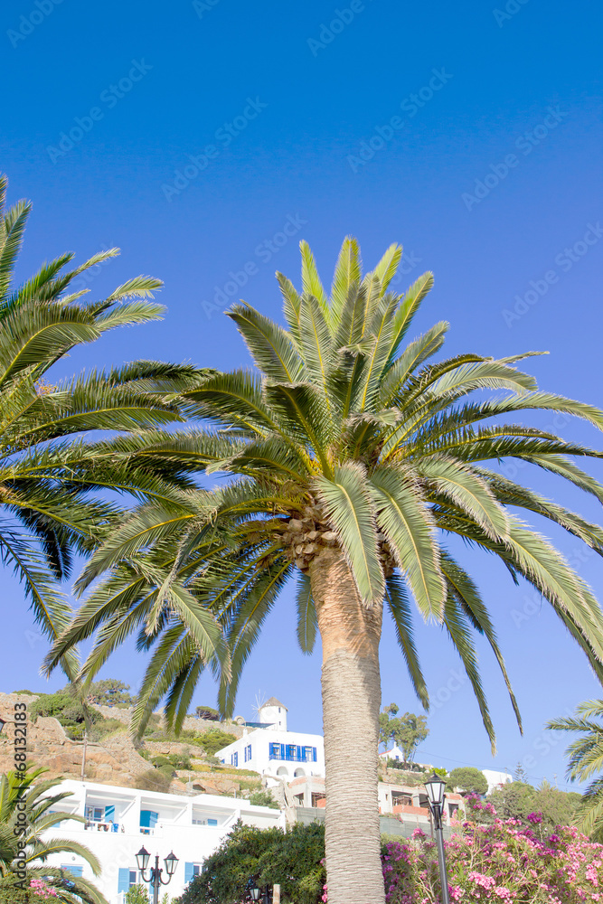 Fototapeta premium palm trees in Mykonos