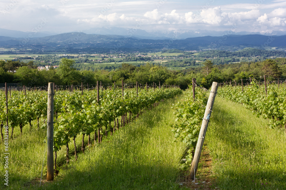 Rural Landscape With Vineyard in the Foreground