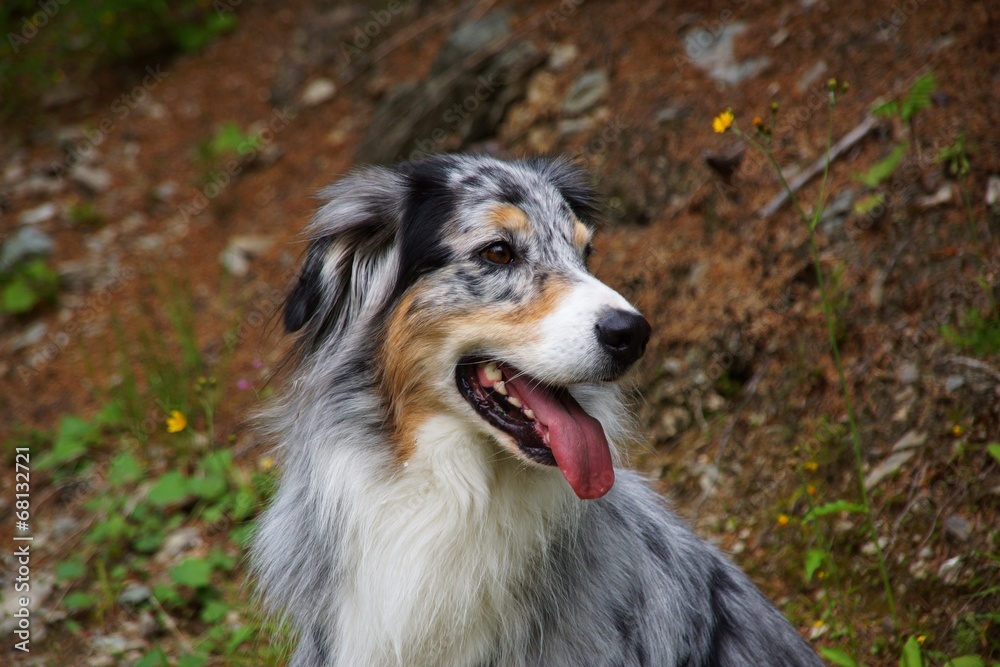 Australian Shepherd