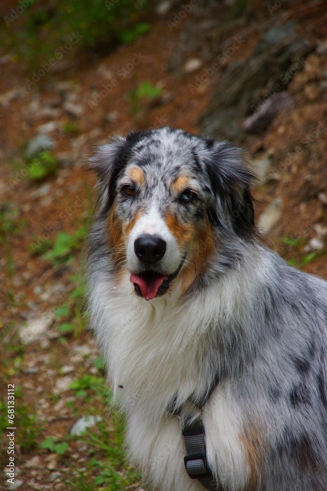 Fototapeta premium Australian Shepherd