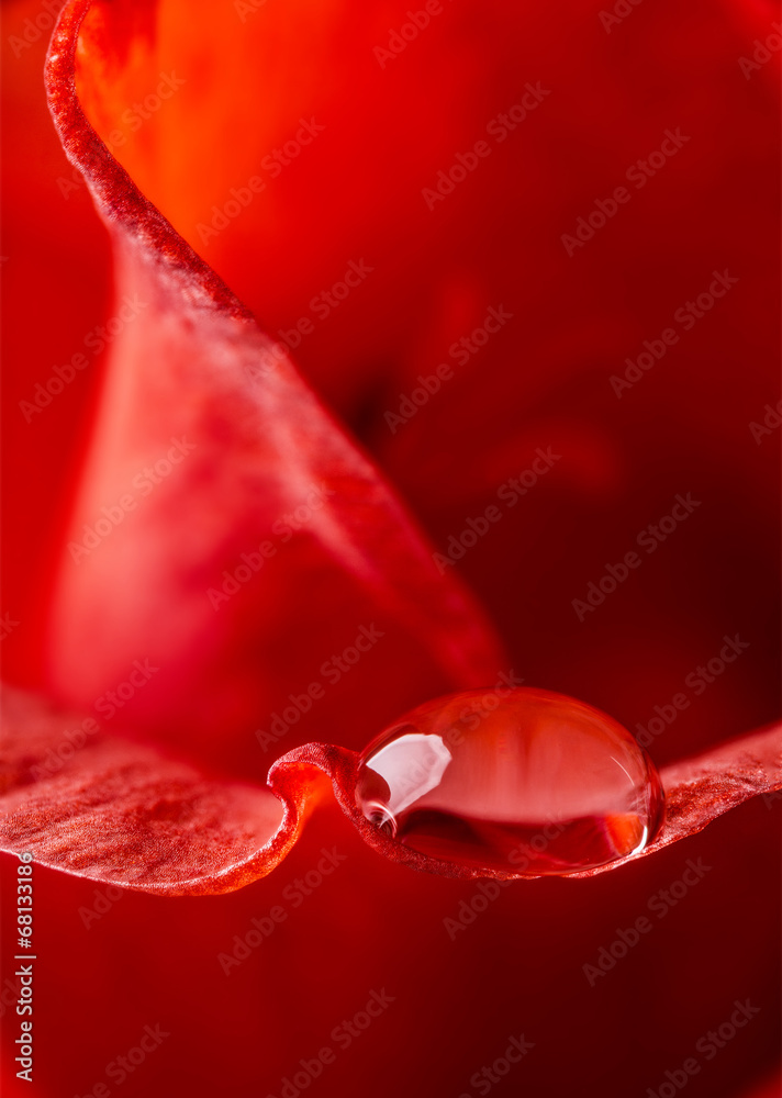 Obraz premium dew drop on flower petal