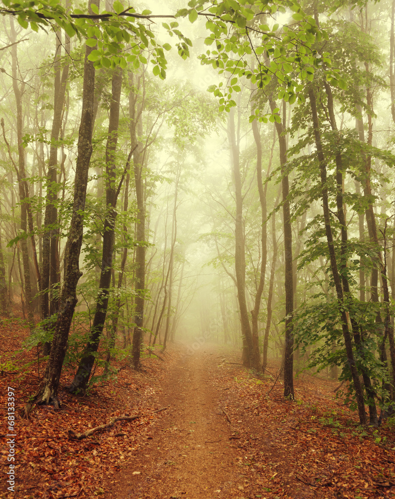 Obraz premium Misty forest