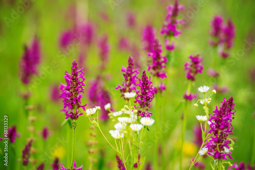 Violet meadow flowers