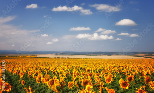 Sunflowers field under blue sky
