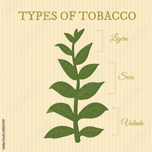 types of tobacco