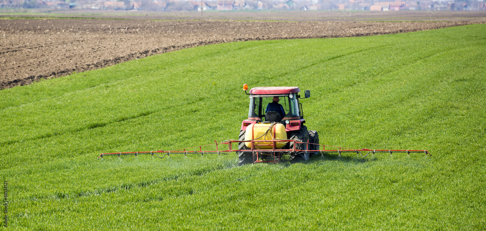 Fototapeta premium Tractor spraying wheat field with sprayer