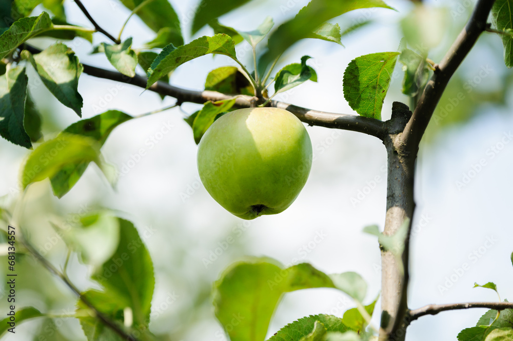 green apple on a tree branch green apple on a tree branch