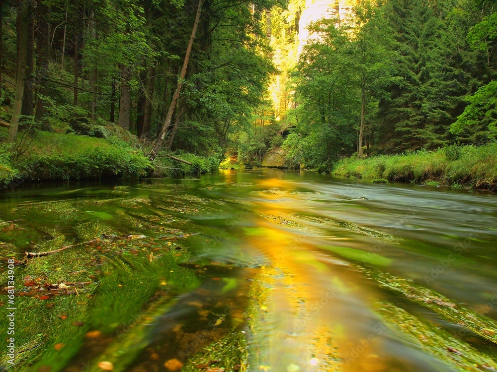 Fototapeta premium View to mountain stream below fresh green trees. 