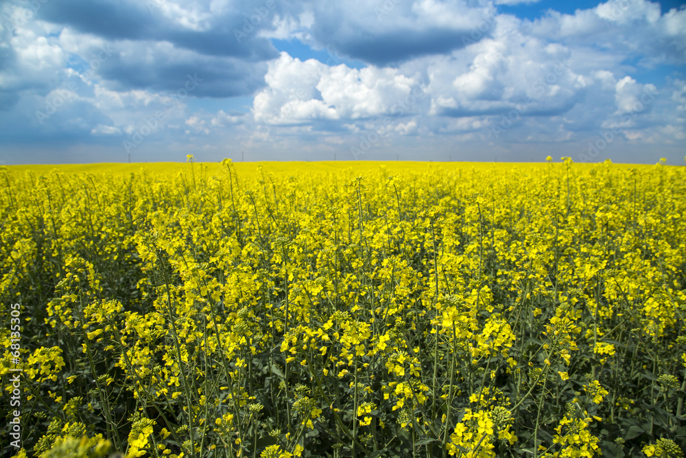 Canola, rapeseed crops field flowering over blue couds Canola, rapeseed crops field flowering over blue couds