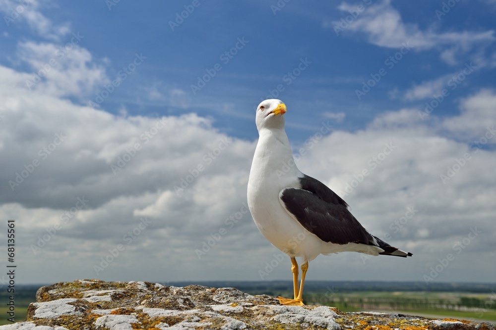 Fototapeta premium Möwe - Heringsmöwe