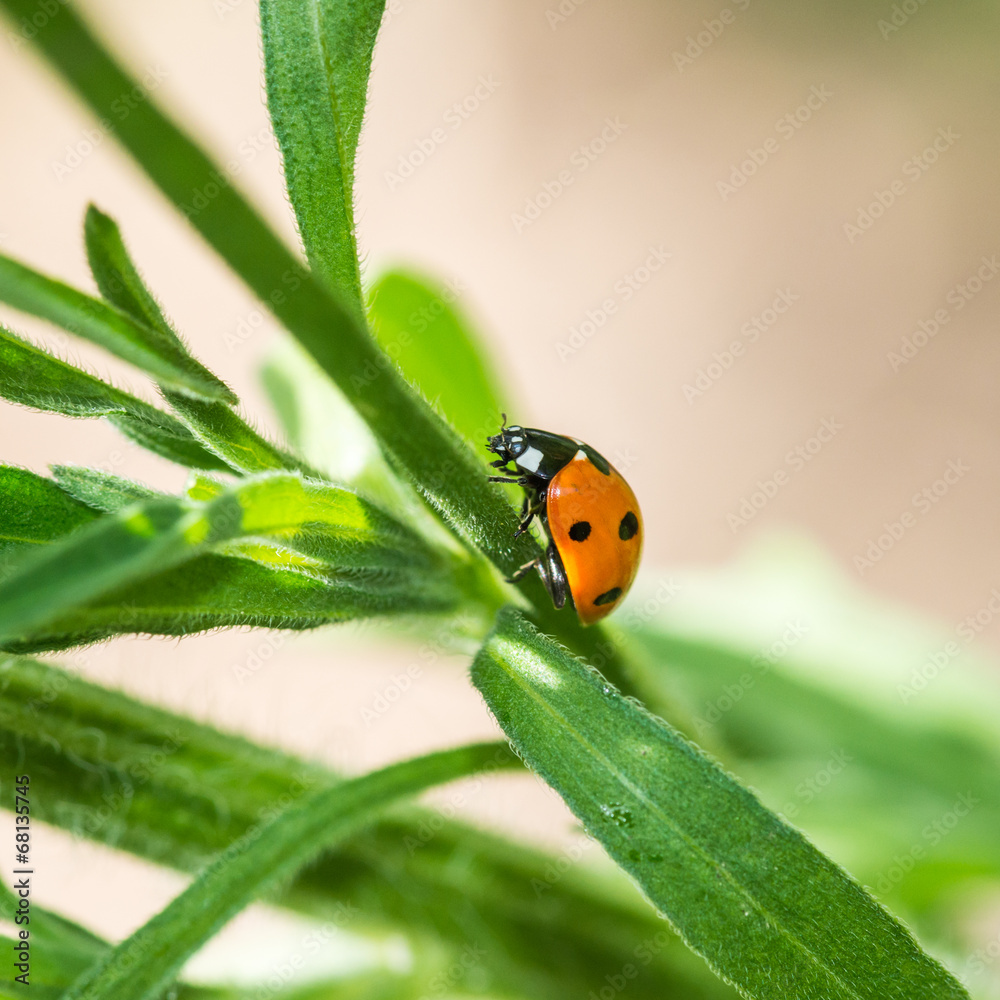 Ladybird Ascent Ladybird Ascent