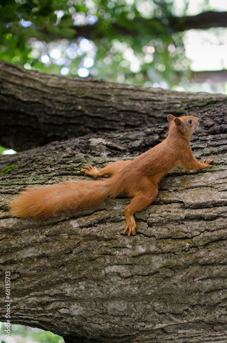 squirrel on the tree © 0vector0