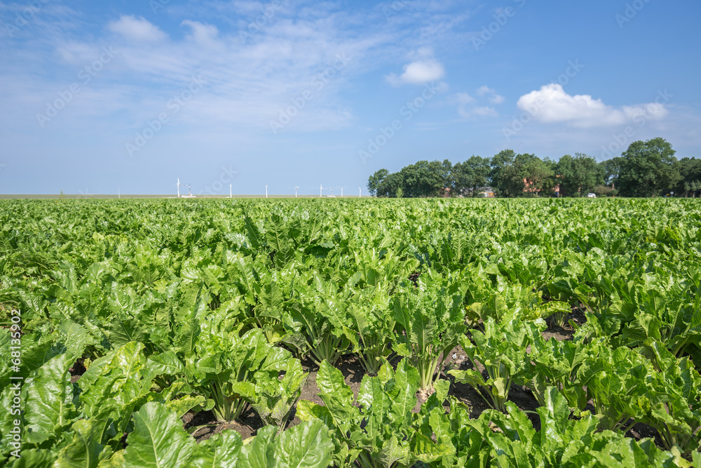 Dutch farmland with sugar beets