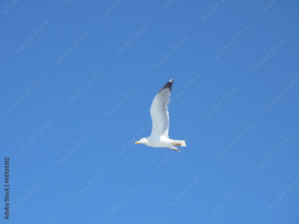 Close-up of seagull, flying over blue sky Close-up of seagull, flying over blue sky