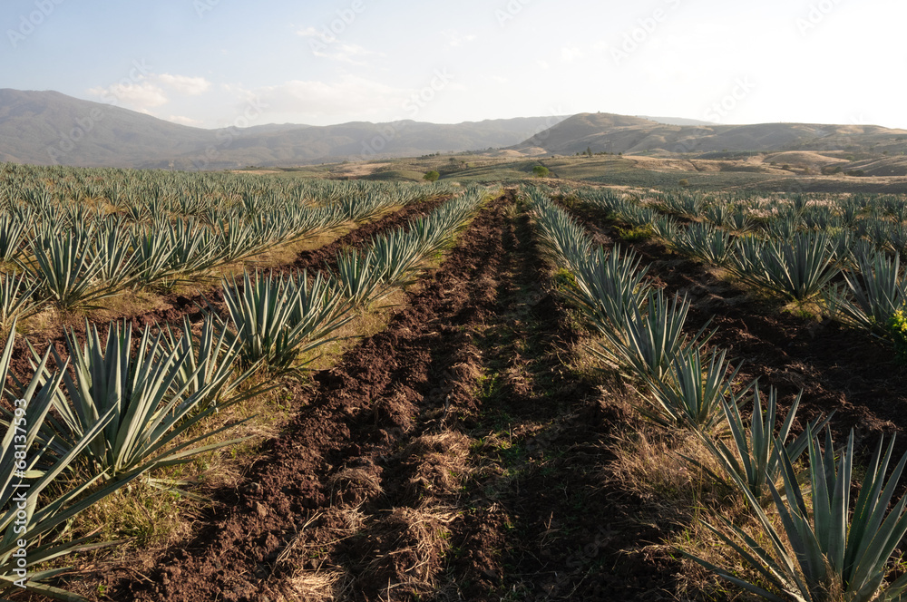 Campo de agave en Tequila, Jalisco (México)