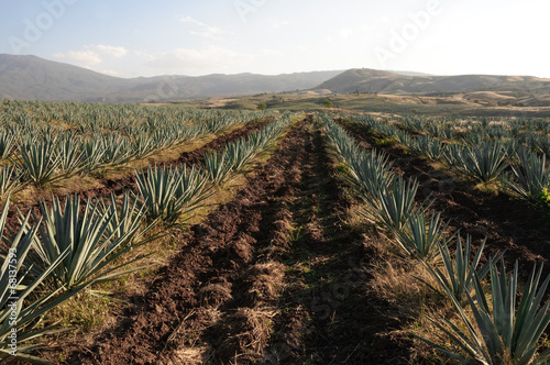 Obraz na płótnie Campo de agave en Tequila, Jalisco (México) w salonie