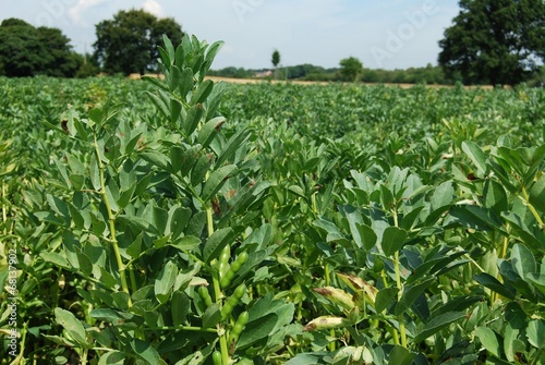 Farm field with broad bean food plant crops growing