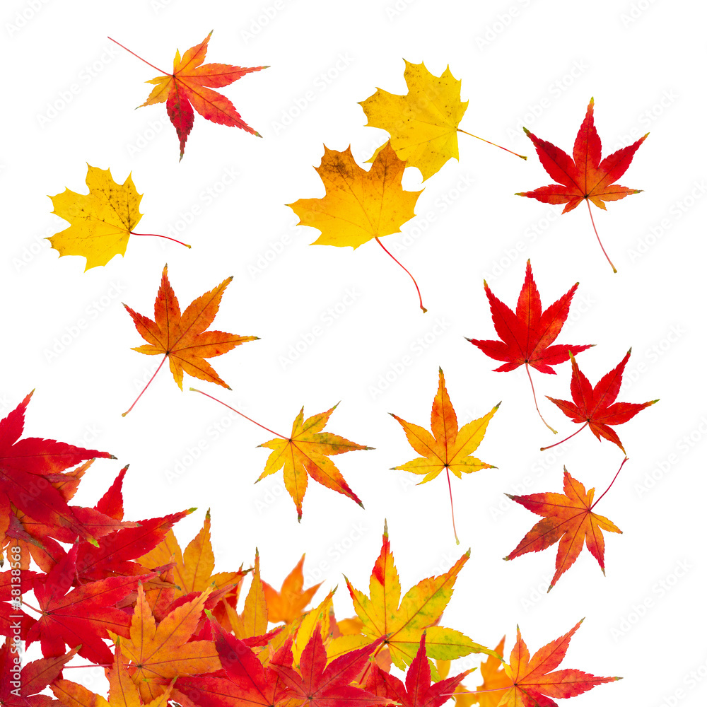 buntes Herbstlaub vor weißem Hintergrund buntes Herbstlaub vor weißem Hintergrund