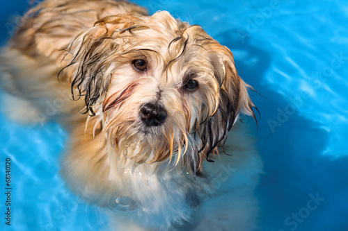 Fototapeta Naklejka Na Ścianę i Meble -  Cute havanese puppy is bathing in a blue water pool