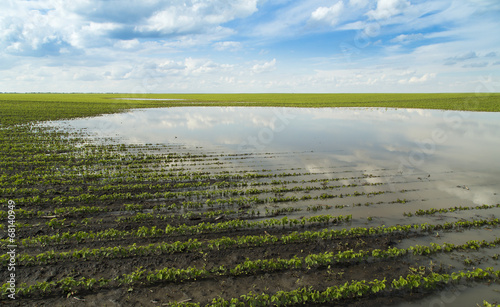 Agricultural disaster, flooded soybean crops.