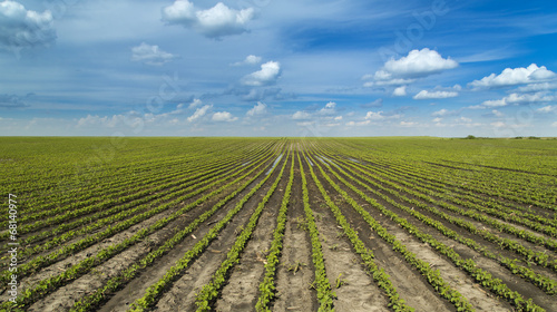 Soybean plants at ranch field growing