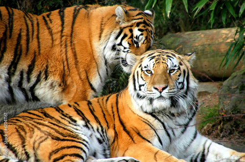 Bengal tigers.