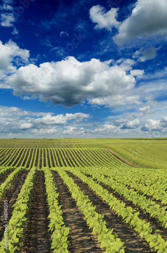 Green sunflower crops field maturing on hill