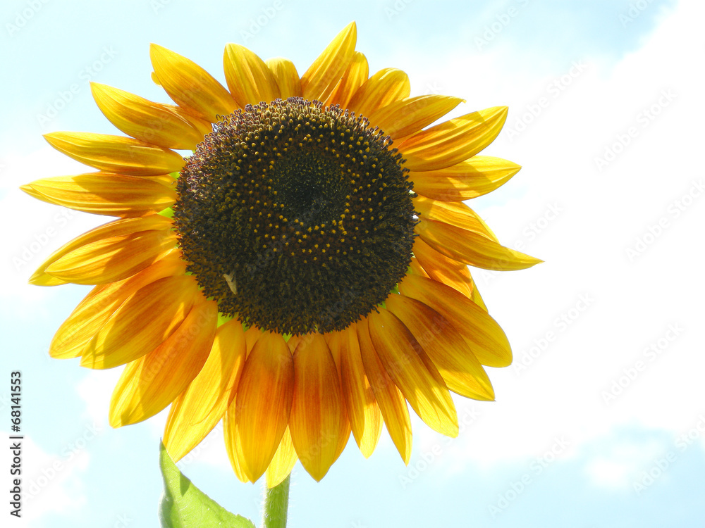 Obraz premium 向日葵
