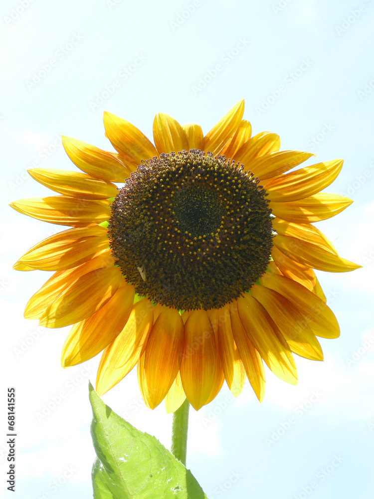 Obraz premium 向日葵