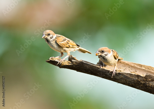 Eurasian Tree-Sparrow on nature background