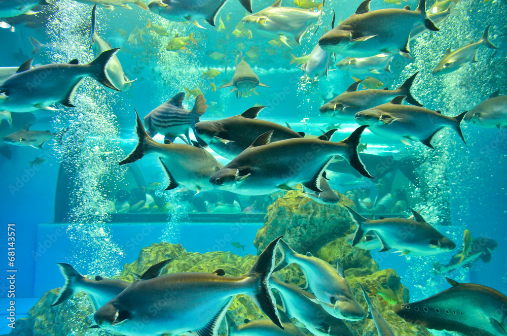 Fototapeta premium Closeup of beautiful Sea Fish In fish tank