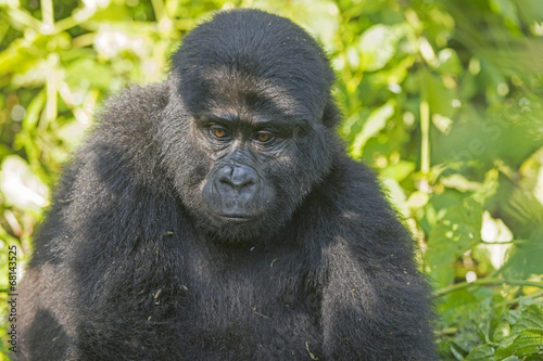 Young Mountain Gorilla in the Forest