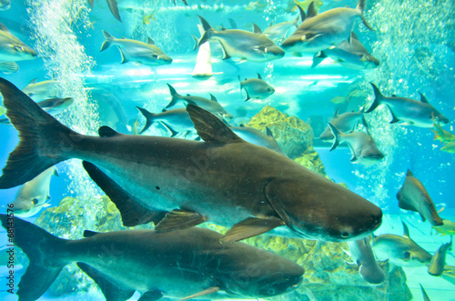 Closeup of beautiful Sea Fish In fish tank
