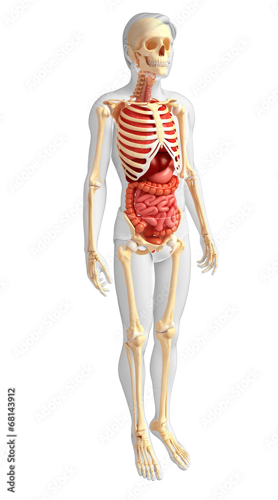 Male skeleton and digestive system