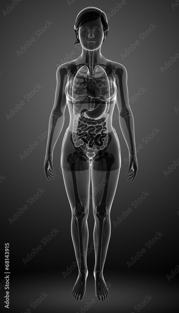 Digestive system with female anatomy Digestive system with female anatomy