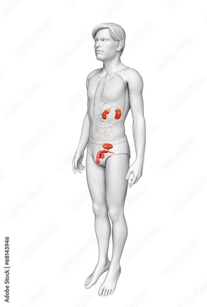 Male urinary system